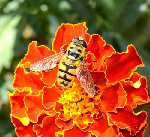 Myathropa florea